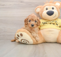 6 week old Cavapoo Puppy For Sale - Premier Pups