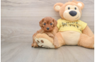 Best Cavapoo Baby
