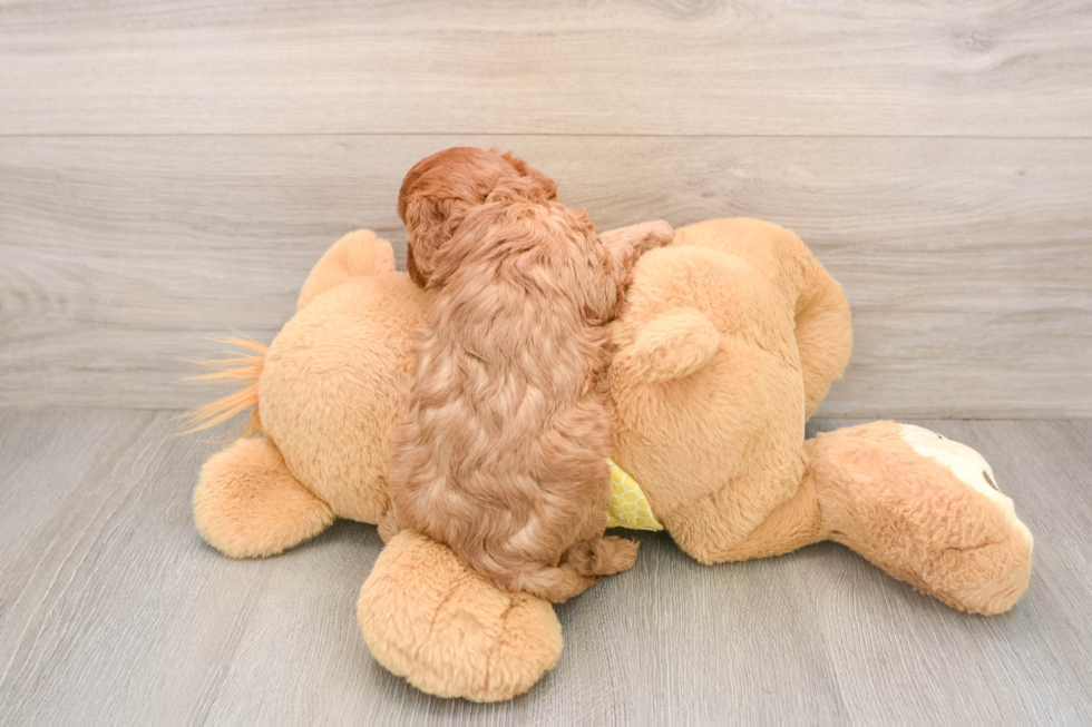 Cavapoo Pup Being Cute
