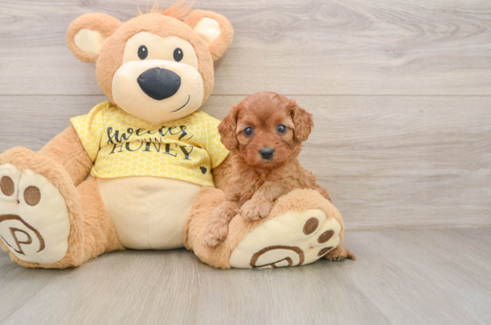 Cavapoo Puppy for Adoption