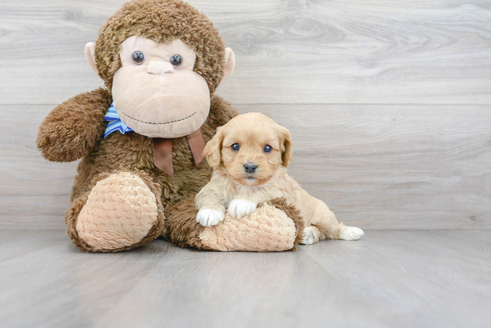 Petite Cavapoo Poodle Mix Pup