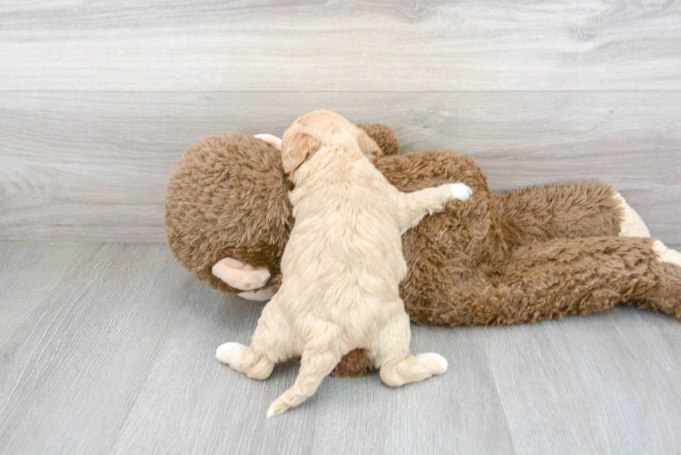 Friendly Cavapoo Baby