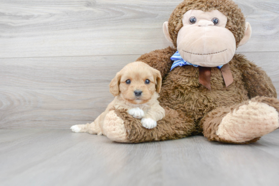 Best Cavapoo Baby