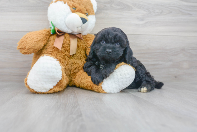 Cavapoo Puppy for Adoption