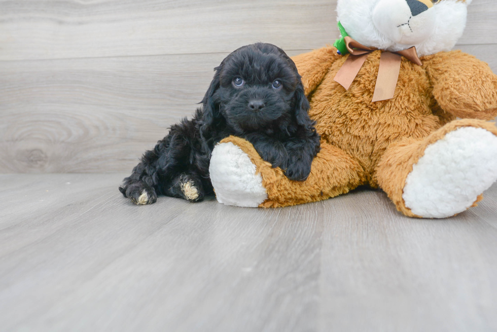 Cavapoo Pup Being Cute