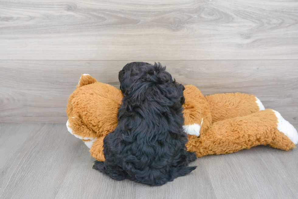 Cute Cavapoo Baby