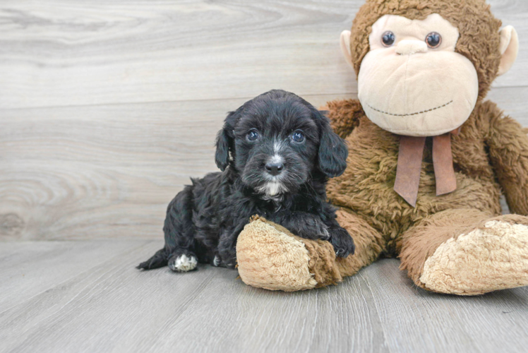 Best Cavapoo Baby