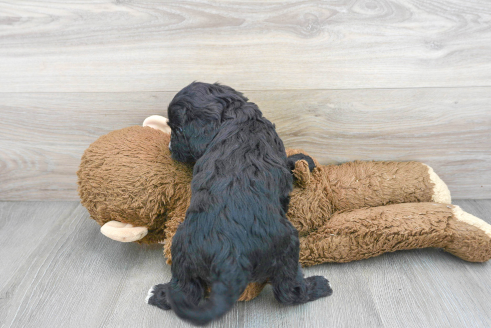 Hypoallergenic Cavoodle Poodle Mix Puppy
