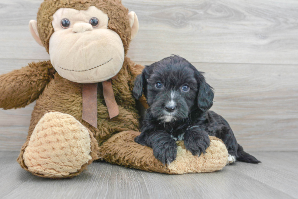 Small Cavapoo Baby