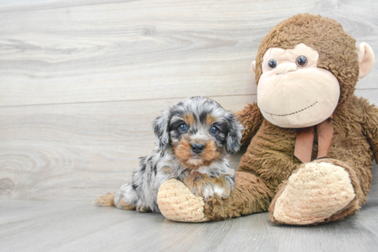 Petite Cavapoo Poodle Mix Pup