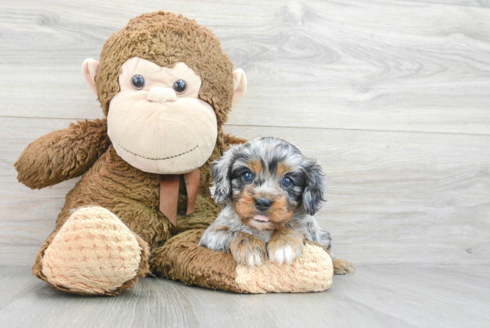 Little Cavoodle Poodle Mix Puppy