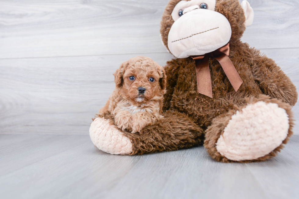 Happy Cavapoo Baby