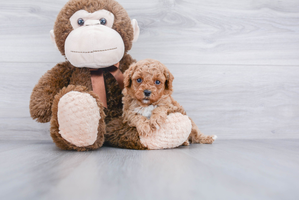 Popular Cavapoo Poodle Mix Pup