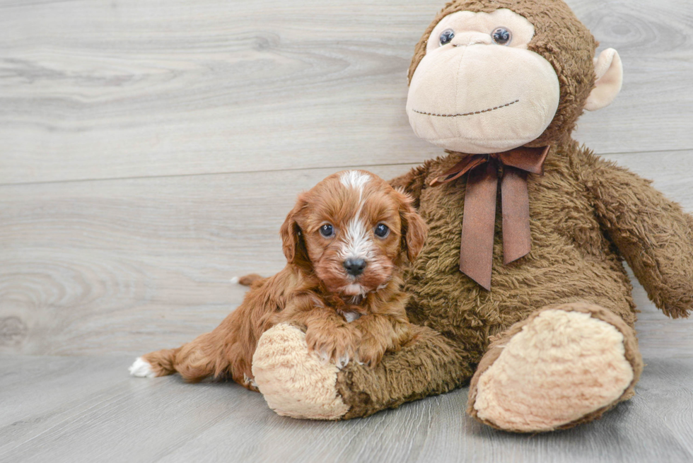 Cavapoo Puppy for Adoption