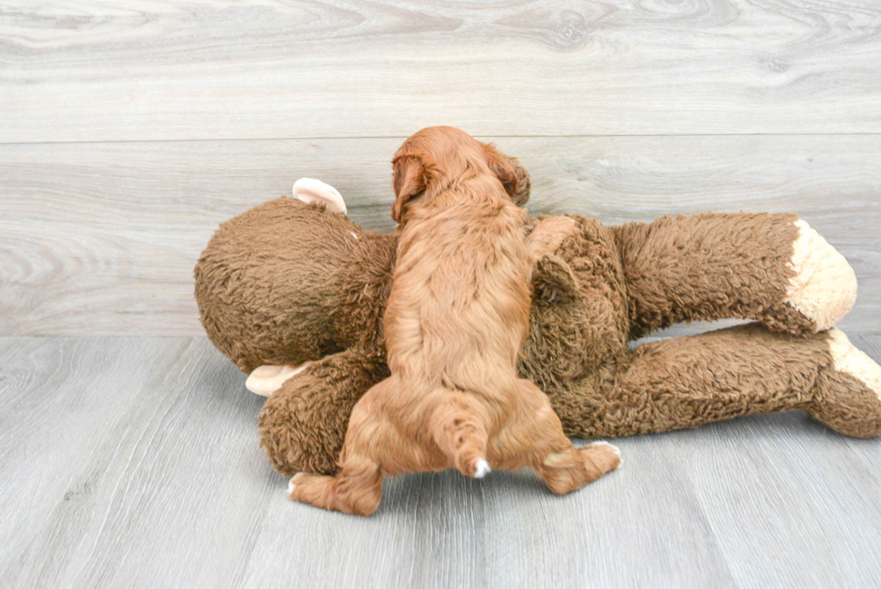 Adorable Cavoodle Poodle Mix Puppy