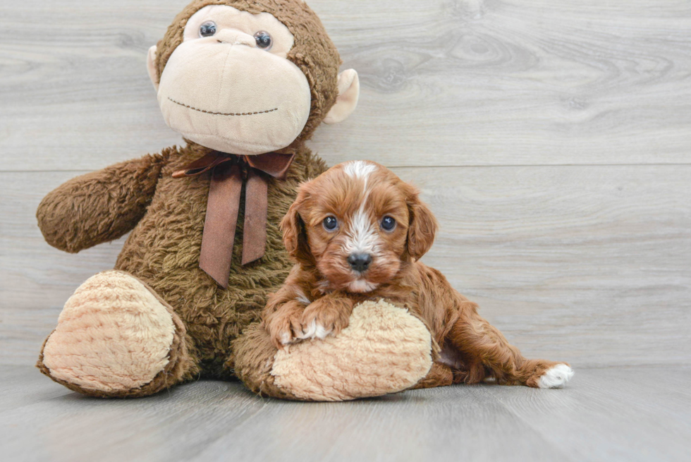 Cavapoo Pup Being Cute