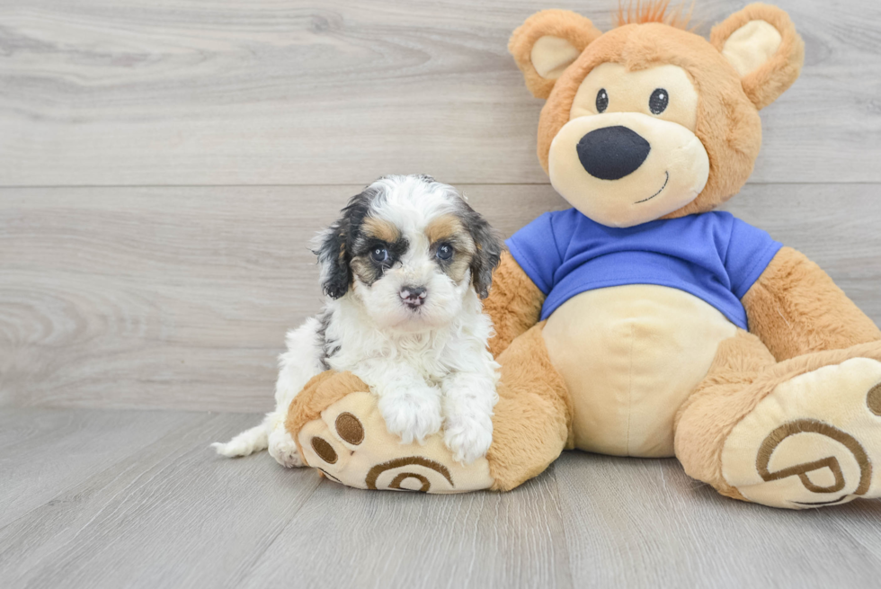 Funny Cavapoo Poodle Mix Pup