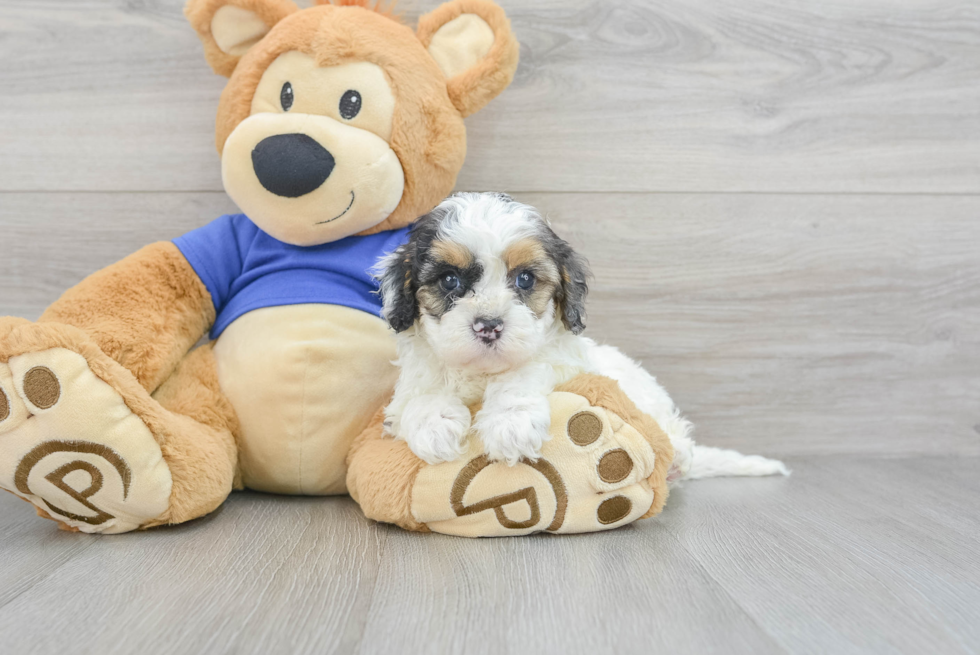 Energetic Cavoodle Poodle Mix Puppy