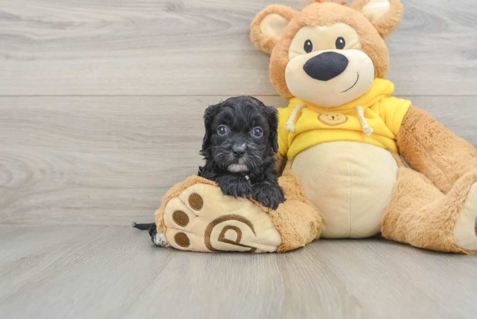 Cute Cavapoo Baby