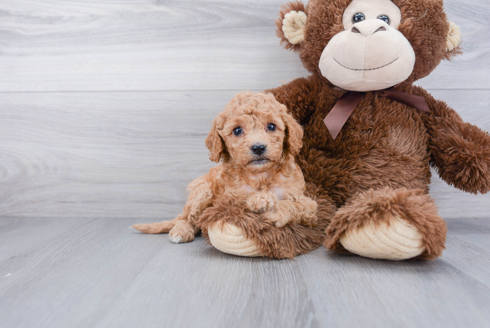 Cavapoo Puppy for Adoption