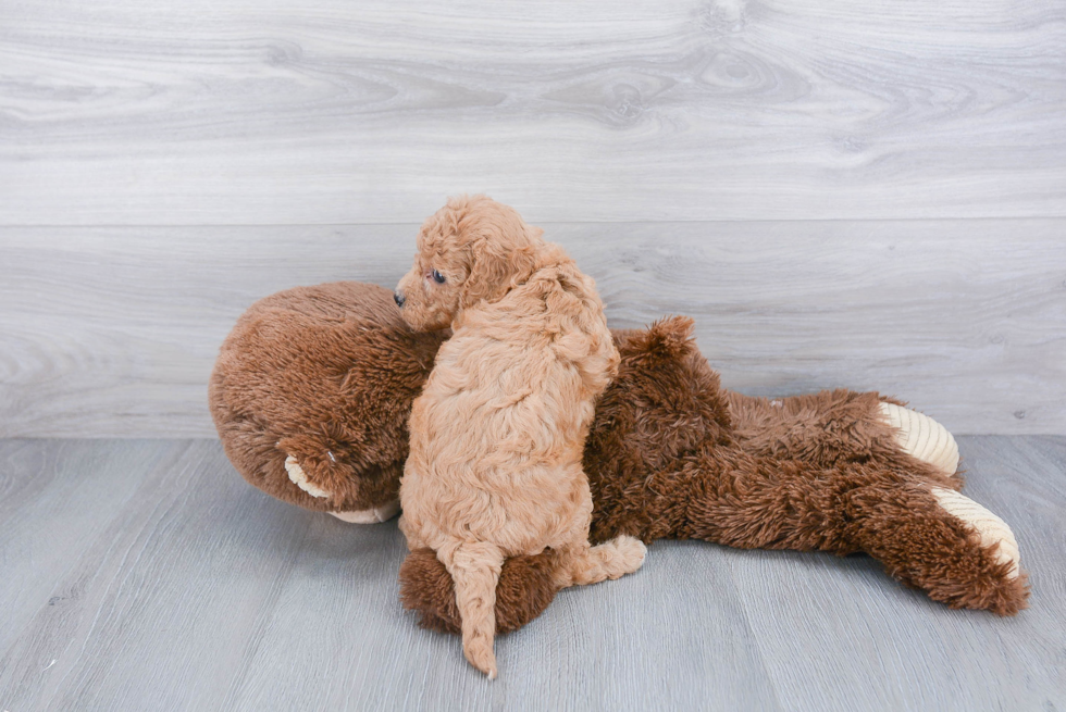 Funny Cavapoo Poodle Mix Pup