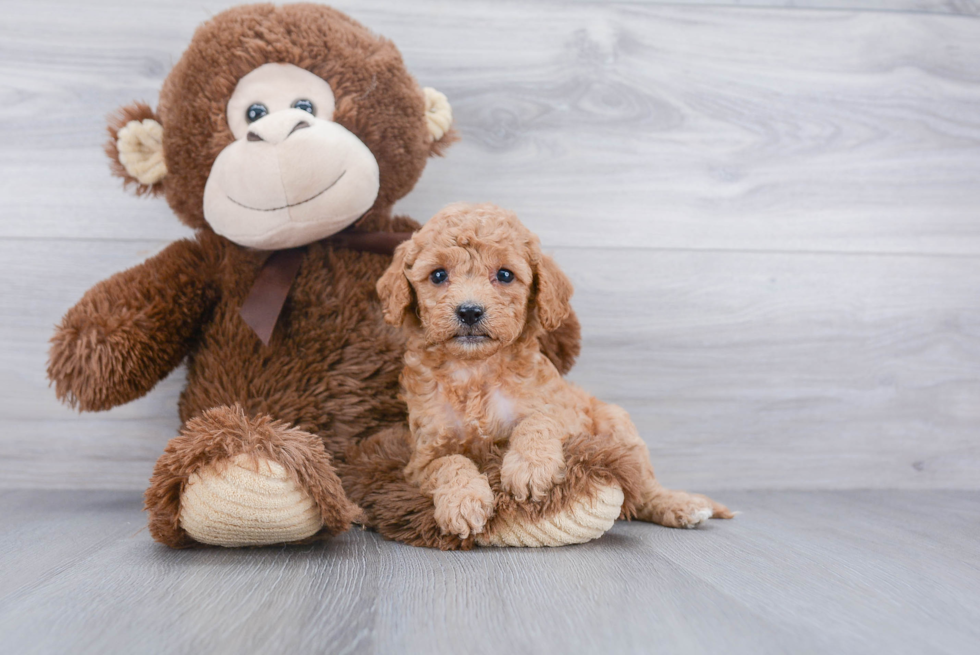 Playful Cavoodle Poodle Mix Puppy