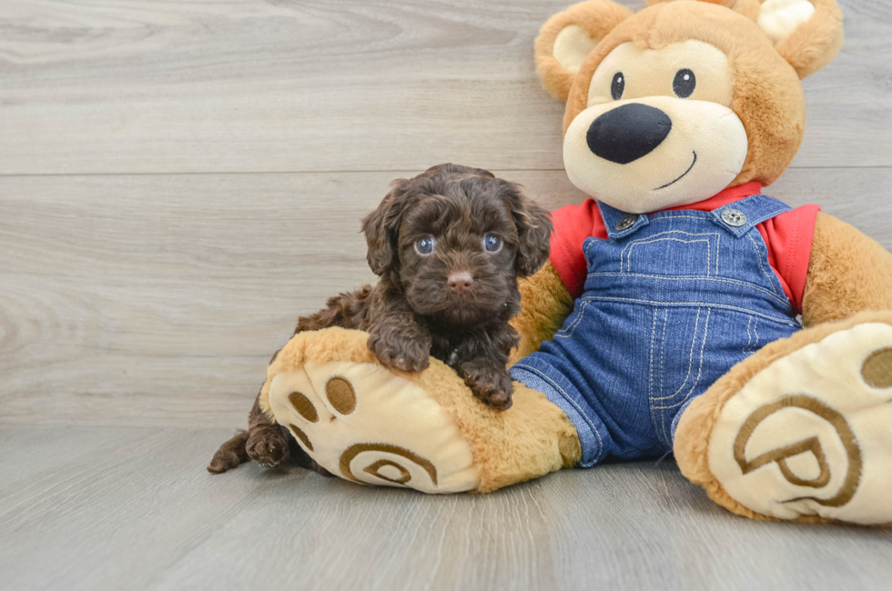 5 week old Cavapoo Puppy For Sale - Premier Pups