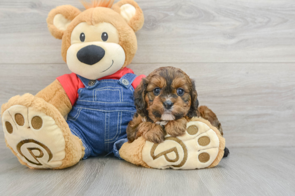 7 week old Cavapoo Puppy For Sale - Premier Pups