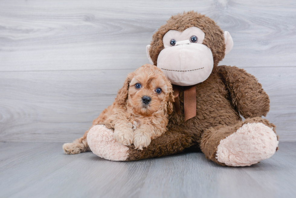 Best Cavapoo Baby