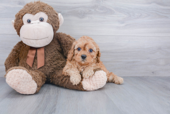 Small Cavapoo Baby