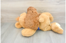 Cavapoo Puppy for Adoption