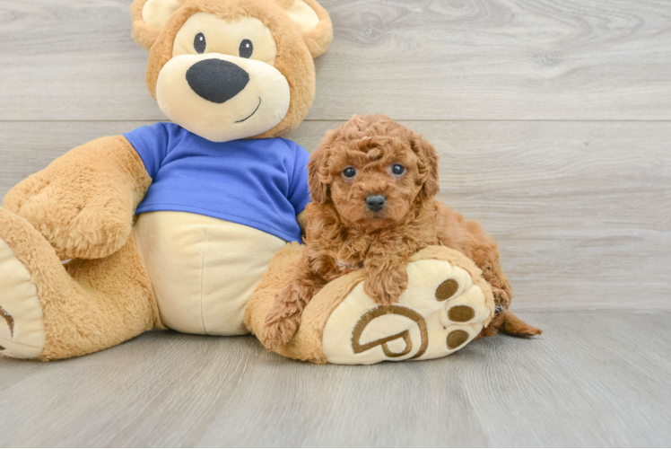 Funny Cavapoo Poodle Mix Pup