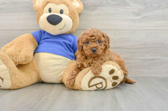 Funny Cavapoo Poodle Mix Pup