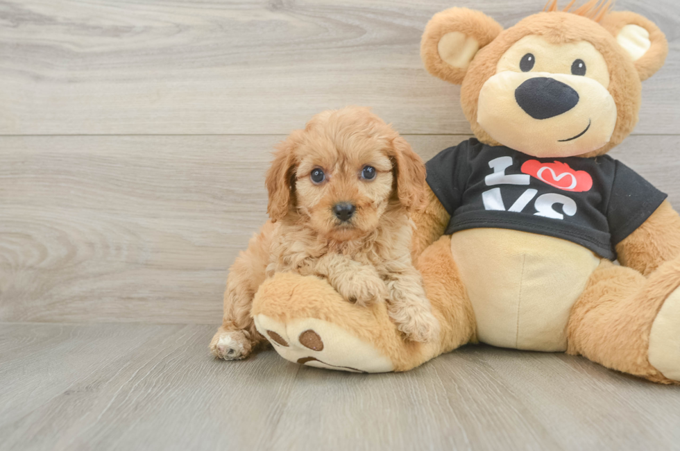 6 week old Cavapoo Puppy For Sale - Premier Pups