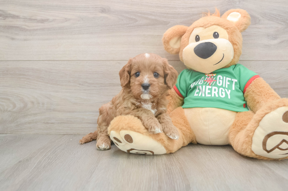 5 week old Cavapoo Puppy For Sale - Premier Pups