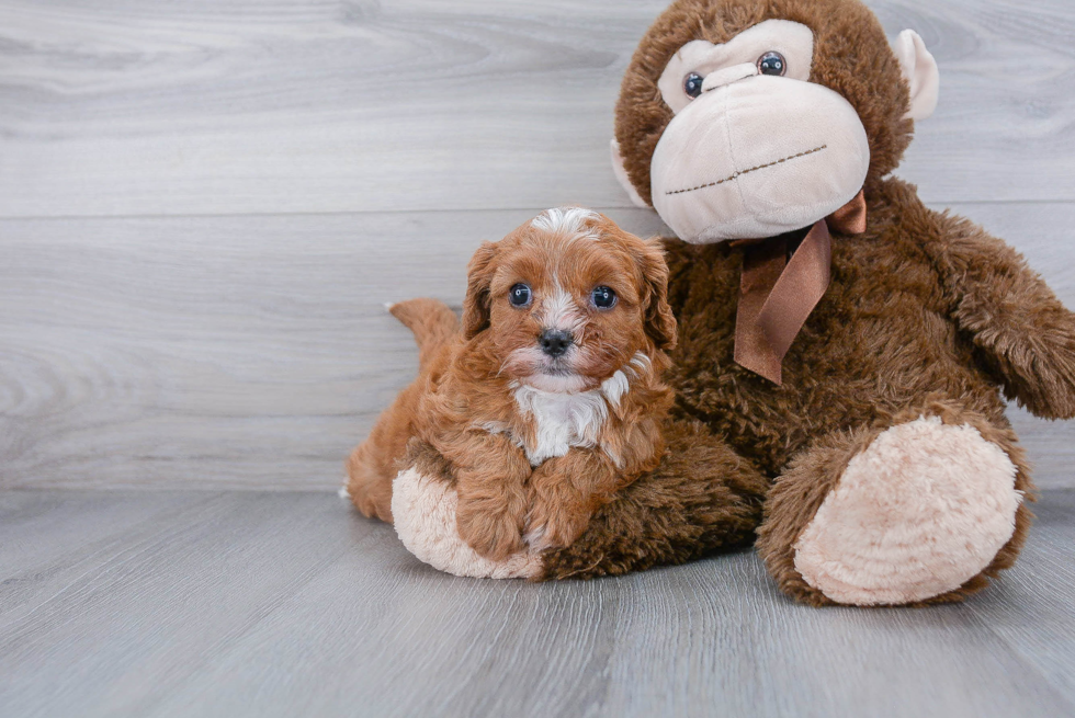 Playful Cavoodle Poodle Mix Puppy