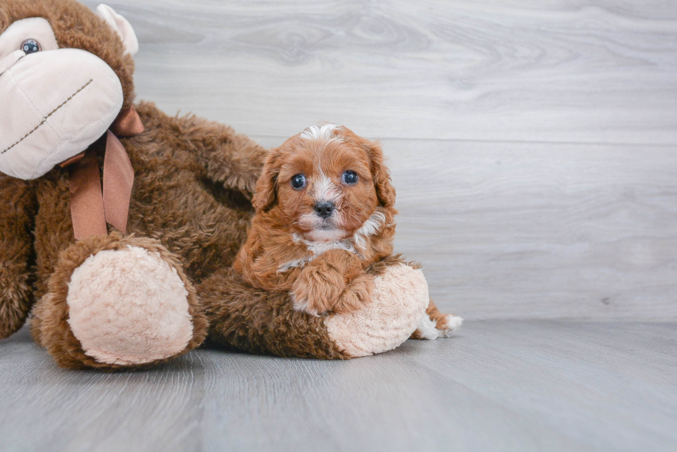 Best Cavapoo Baby