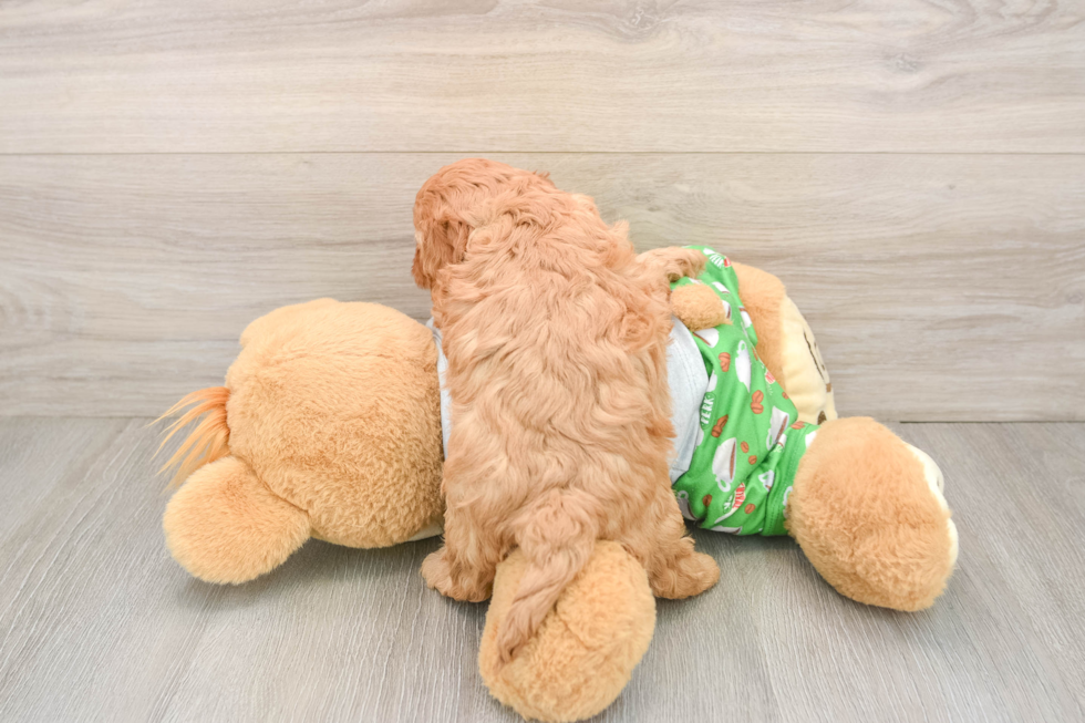 Cavapoo Pup Being Cute