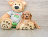 7 week old Cavapoo Puppy For Sale - Premier Pups