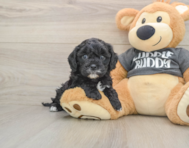 7 week old Cavapoo Puppy For Sale - Premier Pups