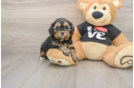Best Cavapoo Baby
