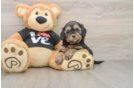 Friendly Cavapoo Baby