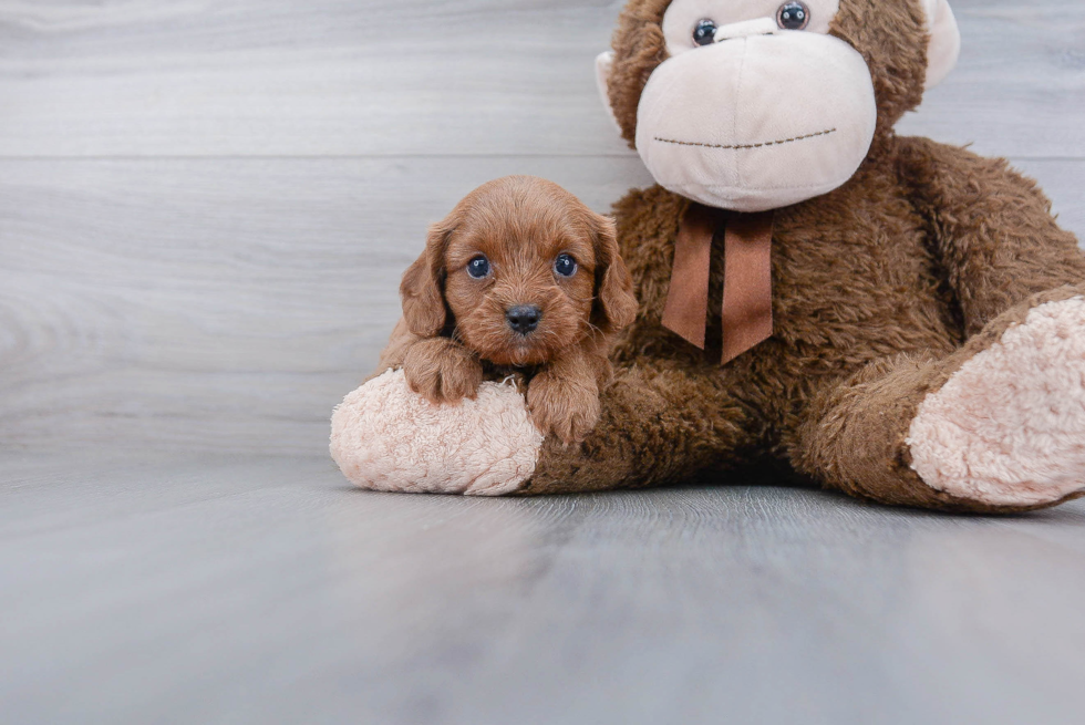 Cavapoo Pup Being Cute