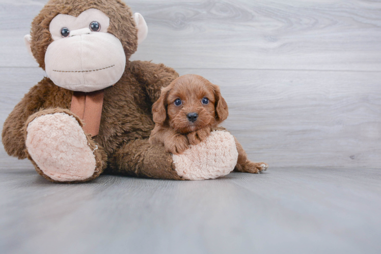 Popular Cavapoo Poodle Mix Pup