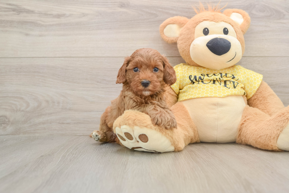 Smart Cavapoo Poodle Mix Pup