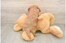 Small Cavapoo Baby