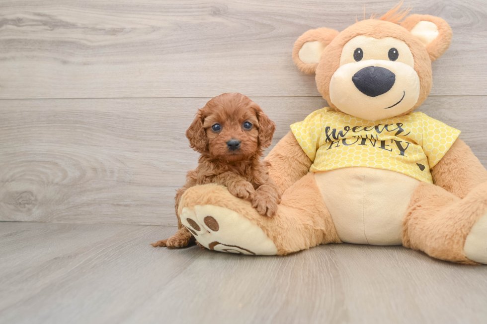 Sweet Cavapoo Baby