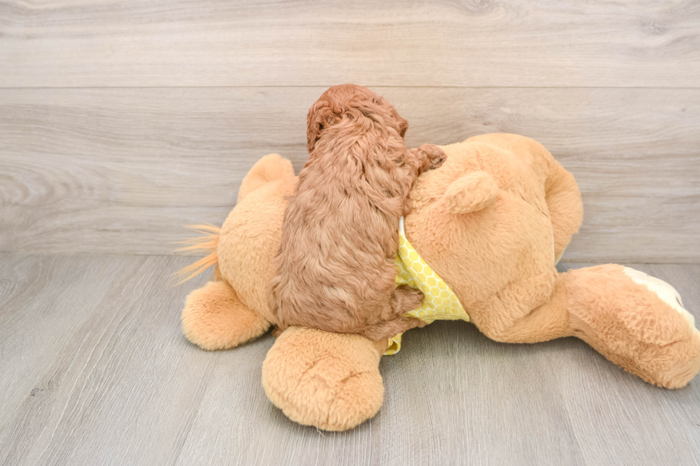 Fluffy Cavapoo Poodle Mix Pup