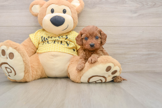 Cavapoo Puppy for Adoption