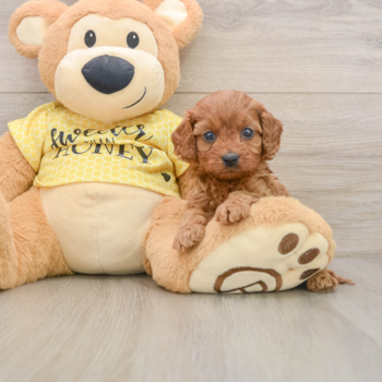 Cavapoo Puppy for Adoption